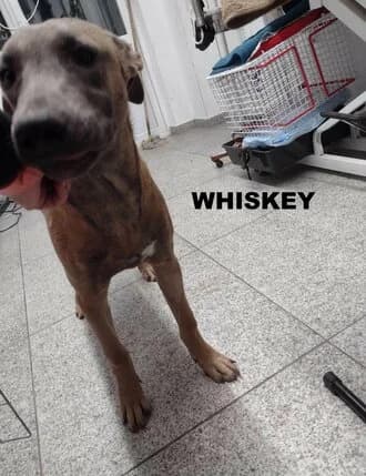 WHISKEY (MAL), Mixed Breed for adoption at Amicii Dog Rescue