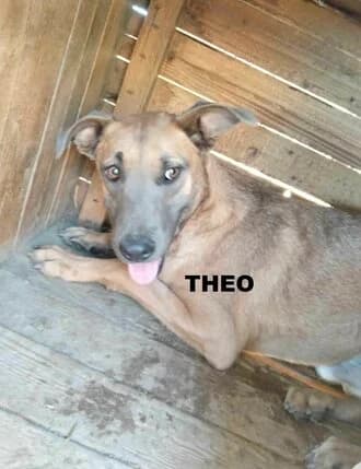 THEO (Mal Pup), Mixed Breed for adoption at Amicii Dog Rescue