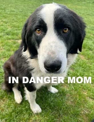 IN DANGER MOM, Mixed Breed for adoption at Amicii Dog Rescue
