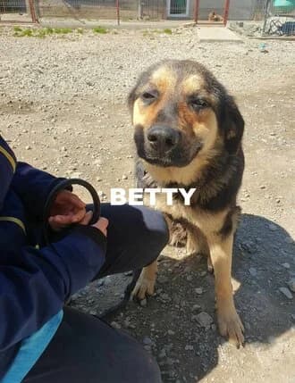 BETTY, Mixed Breed for adoption at Amicii Dog Rescue