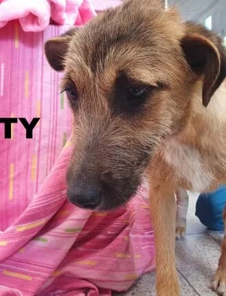 DUSTY, puppy Mixed Breed for adoption at Amicii Dog Rescue