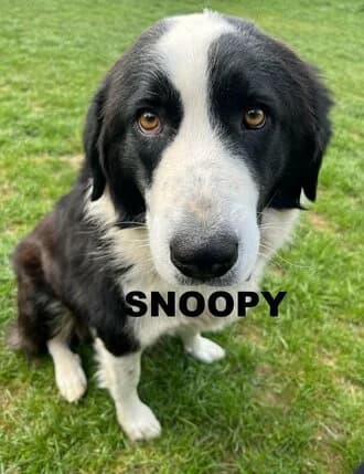 SNOOPY, Mixed Breed for adoption at Amicii Dog Rescue