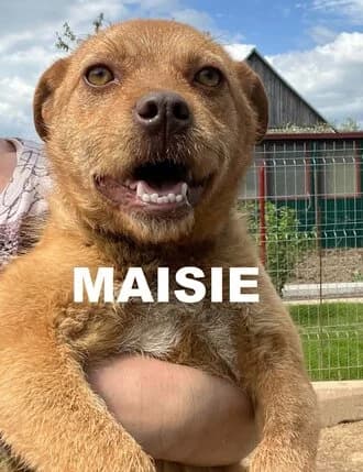 MAISIE, Mixed Breed for adoption at Amicii Dog Rescue