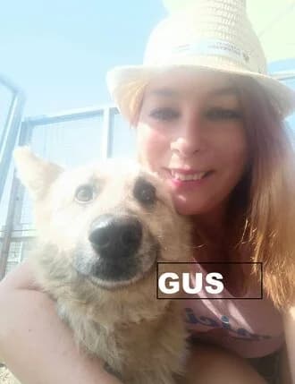 GUS, Mixed Breed for adoption at Amicii Dog Rescue