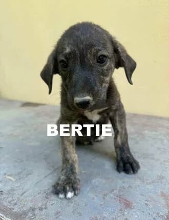 BERTIE, puppy Mixed Breed for adoption at Amicii Dog Rescue