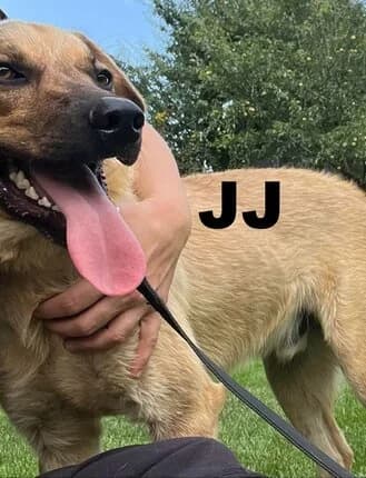 JJ, Mixed Breed for adoption at Amicii Dog Rescue