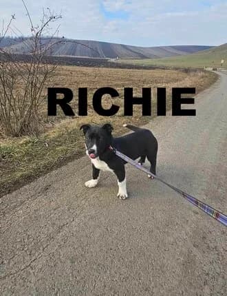 RICHIE, Mixed Breed for adoption at Amicii Dog Rescue