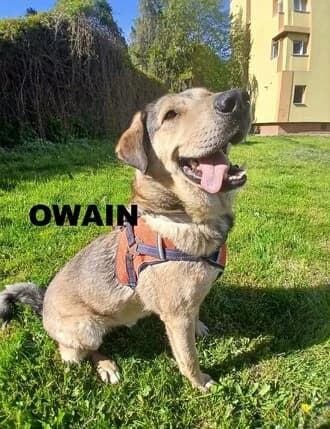 OWAIN, Mixed Breed for adoption at Amicii Dog Rescue