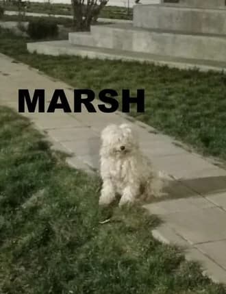 MARSH, Mixed Breed for adoption at Amicii Dog Rescue