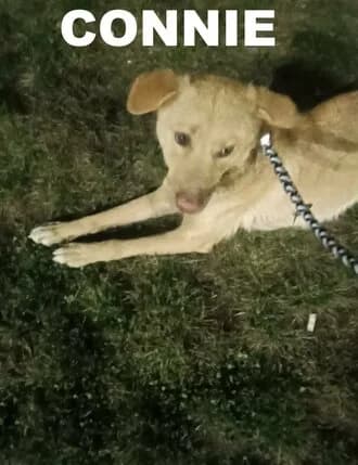 CONNIE, Mixed Breed for adoption at Amicii Dog Rescue