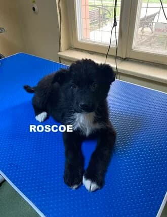 ROSCOE, puppy Mixed Breed for adoption at Amicii Dog Rescue
