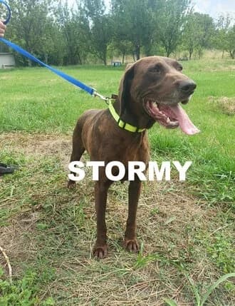 STORMY, Mixed Breed for adoption at Amicii Dog Rescue