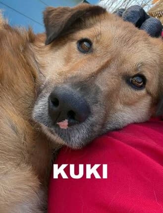 KUKI, Mixed Breed for adoption at Amicii Dog Rescue