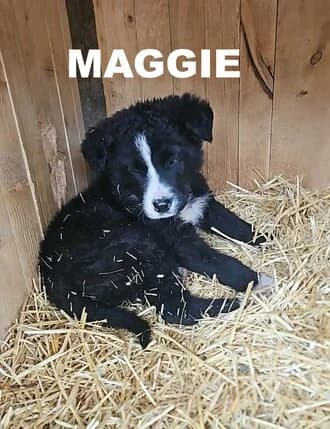 MAGGIE, puppy Mixed Breed for adoption at Amicii Dog Rescue