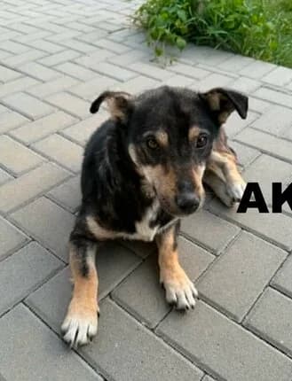 AKY, Mixed Breed for adoption at Amicii Dog Rescue