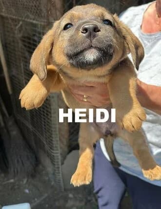 HEIDI, puppy Mixed Breed for adoption at Amicii Dog Rescue