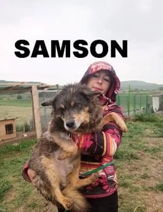 SAMSON (BROWN), Mixed Breed for adoption at Amicii Dog Rescue