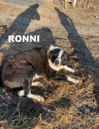 RONNI (YARD DOG), Mixed Breed for adoption at Amicii Dog Rescue