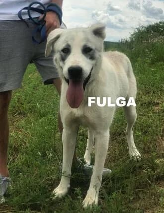 FULGA, Mixed Breed for adoption at Amicii Dog Rescue