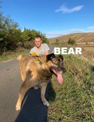 BEAR, Mixed Breed for adoption at Amicii Dog Rescue