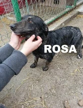 ROSA, Mixed Breed for adoption at Amicii Dog Rescue