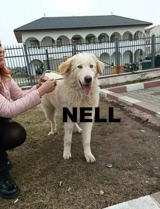 NELL, Mixed Breed for adoption at Amicii Dog Rescue