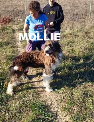 MOLLIE, Mixed Breed for adoption at Amicii Dog Rescue