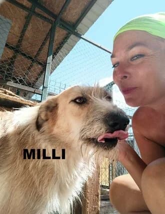 MILLI, Mixed Breed for adoption at Amicii Dog Rescue