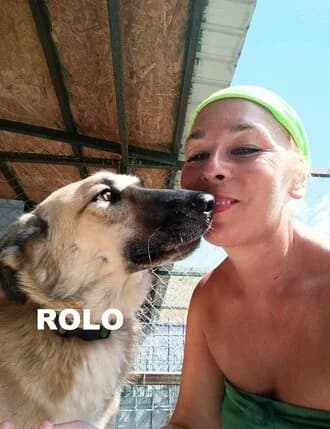 ROLO, Mixed Breed for adoption at Amicii Dog Rescue