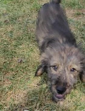 SAM, Mixed Breed for adoption at Amicii Dog Rescue