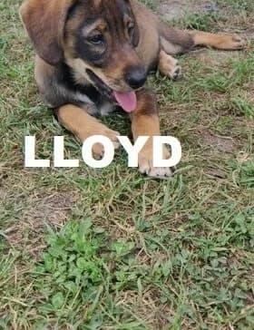 LLOYD, Mixed Breed for adoption at Amicii Dog Rescue