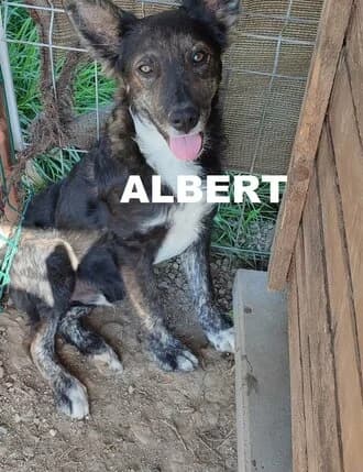 ALBERT, Mixed Breed for adoption at Amicii Dog Rescue