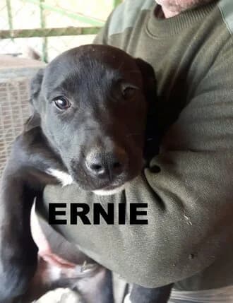 ERNIE, Mixed Breed for adoption at Amicii Dog Rescue