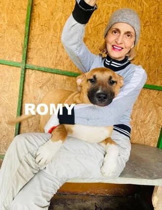 ROMY, Mixed Breed for adoption at Amicii Dog Rescue