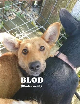 BLOD (BLODEUWEDD), Mixed Breed for adoption at Amicii Dog Rescue