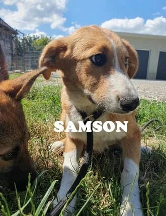 SAMSON, Mixed Breed for adoption at Amicii Dog Rescue