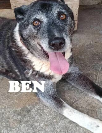 BEN, Mixed Breed for adoption at Amicii Dog Rescue