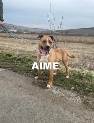 AIME, Mixed Breed for adoption at Amicii Dog Rescue