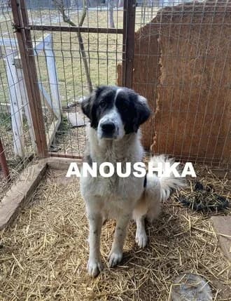 ANOUSHKA, Mixed Breed for adoption at Amicii Dog Rescue