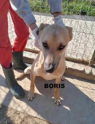 BORIS, Mixed Breed for adoption at Amicii Dog Rescue