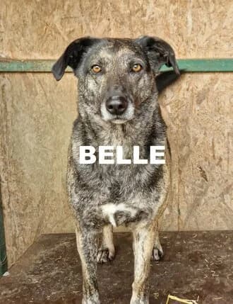 BELLE, Mixed Breed for adoption at Amicii Dog Rescue