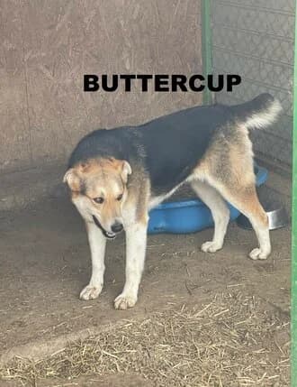 BUTTERCUP, Mixed Breed for adoption at Amicii Dog Rescue
