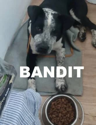 BANDIT (BREAK IN BOY), Mixed Breed for adoption at Amicii Dog Rescue