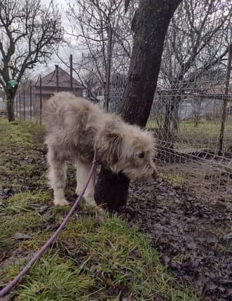 BIX is, Mixed Breed for adoption at Amicii Dog Rescue