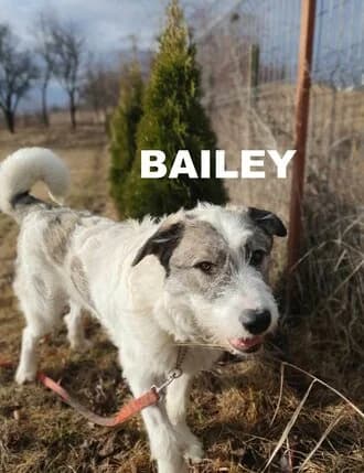 BAILEY, Mixed Breed for adoption at Amicii Dog Rescue