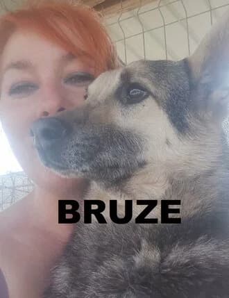 BRUZE, Mixed Breed for adoption at Amicii Dog Rescue