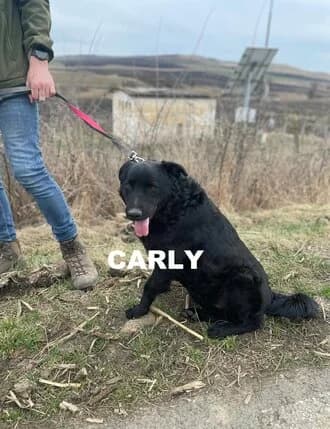 CARLY (Black), Mixed Breed for adoption at Amicii Dog Rescue
