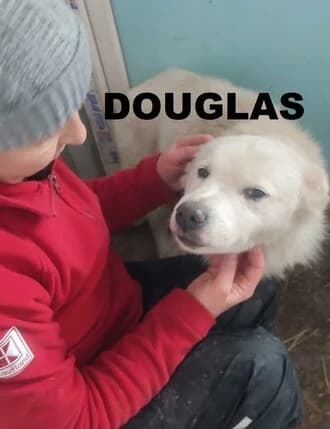 DOUGLAS, Mixed Breed for adoption at Amicii Dog Rescue