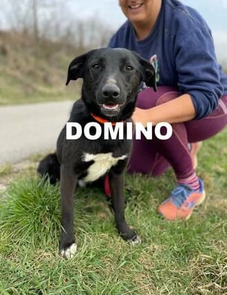 DOMINO, Mixed Breed for adoption at Amicii Dog Rescue