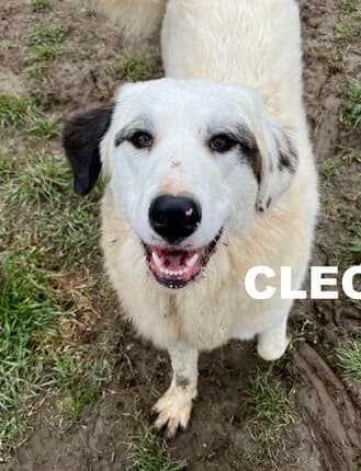 CLEO, Mixed Breed for adoption at Amicii Dog Rescue
